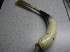 Büffelhornfisch als