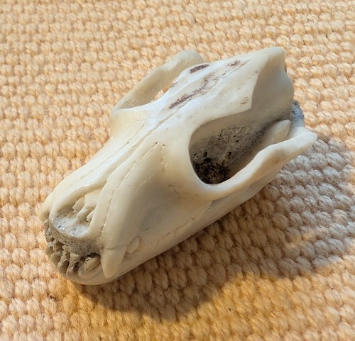 Mini bären schädel - schädel, bär